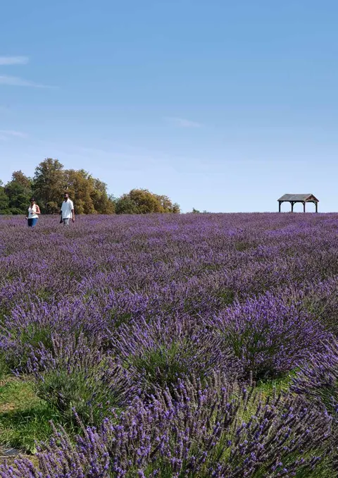 Mayfield Lavender
